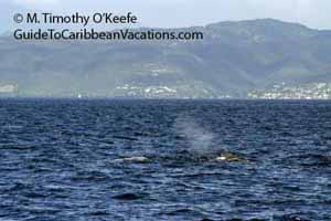 Sperm whales, Dominica
